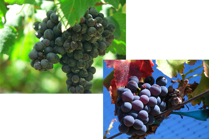 201903_wine-party_grapes.jpg